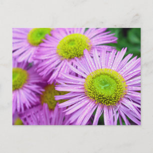 Carte Postale Les gouttes de pluie sur Asters