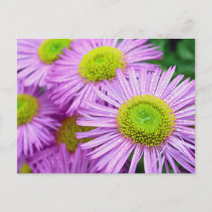 Carte Postale Les gouttes de pluie sur Asters