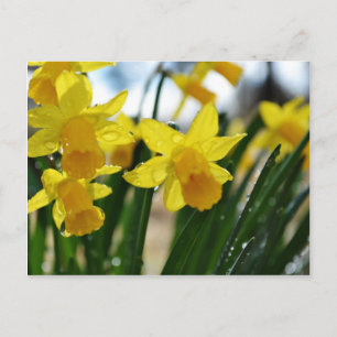 Carte Postale Les gouttes de pluie sur les jonquilles