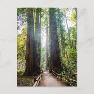 Carte Postale Les grands arbres