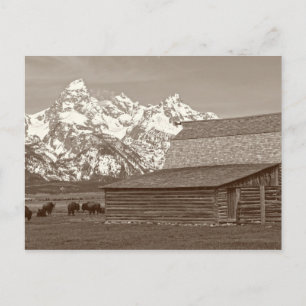 Carte Postale Les grands Tétons de Mormon Row
