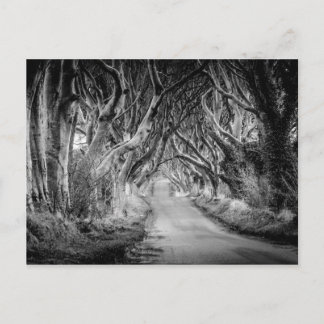 Carte Postale Les haies sombres en noir et blanc