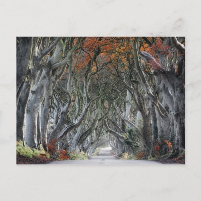 CARTE POSTALE LES HAUTEURS SOMBRES, BALLYMONEY, IRLANDE (Devant)