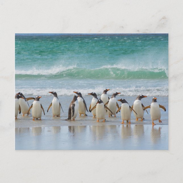 Carte Postale Les îles Falkland. L'île Saunders. Gentoo (Devant)