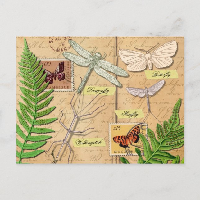 Carte Postale Les insectes et la fougère polypodienne commune (Devant)