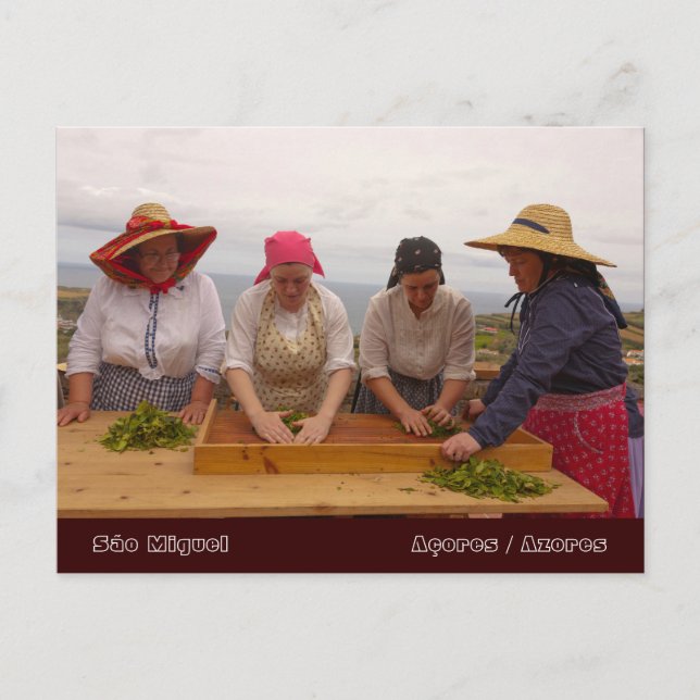 Carte Postale Les jardins à thé de Porto Formoso (Devant)