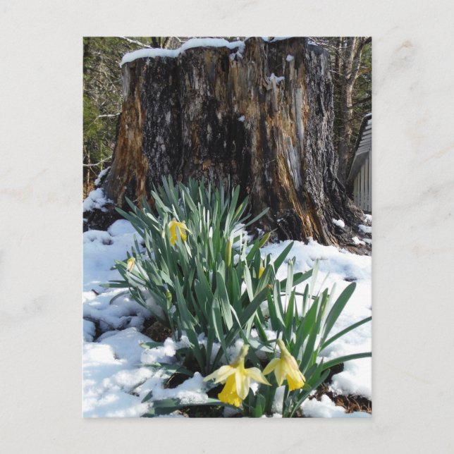 Carte Postale Les jonquilles jaunes dans la neige (Devant)
