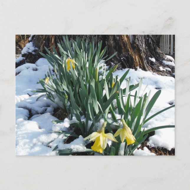 Carte Postale Les jonquilles jaunes dans la neige (Devant)