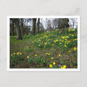 Carte Postale Les jonquilles. Sophia Gardens, Cardiff, Pays de G