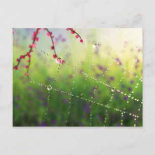 Carte Postale Les joyaux d'un matin de printemps