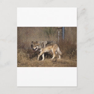 CARTE POSTALE LES LOUPS