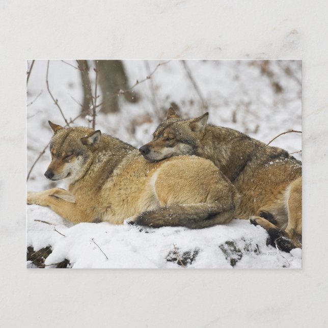 Carte Postale Les loups dans les Bois Bavarois (Devant)