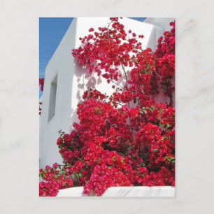 Carte Postale Les maisons de Mykonos