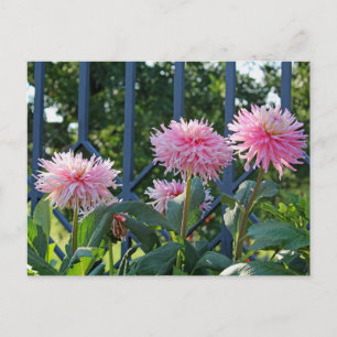 Carte Postale Les mamans Fuji roses
