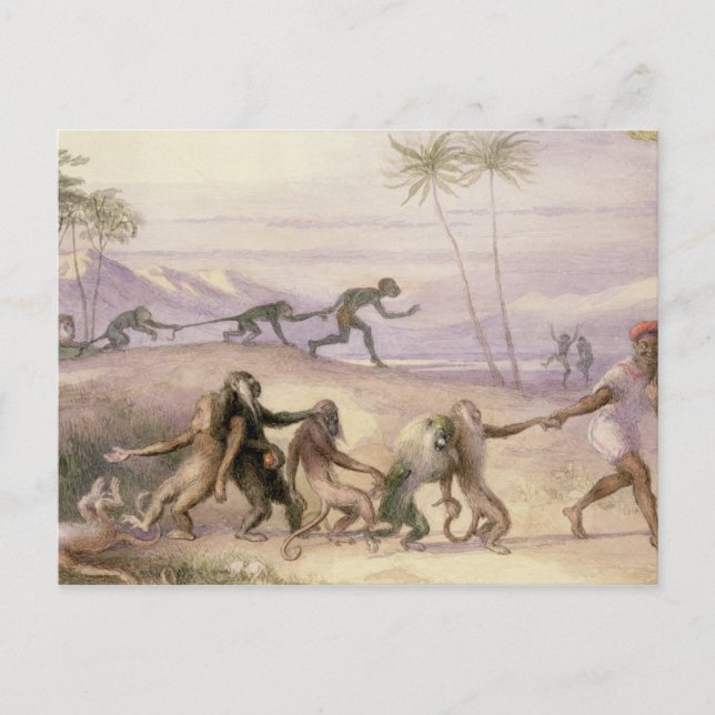 Carte Postale Les manières et les coutumes des singes (Devant)
