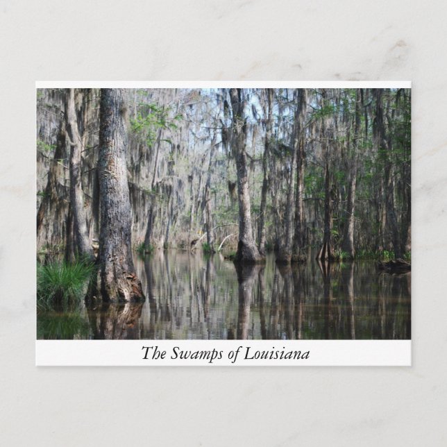 Carte Postale Les marécages de Louisiane (Devant)