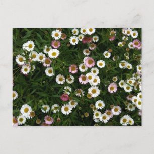 Carte Postale Les marguerites