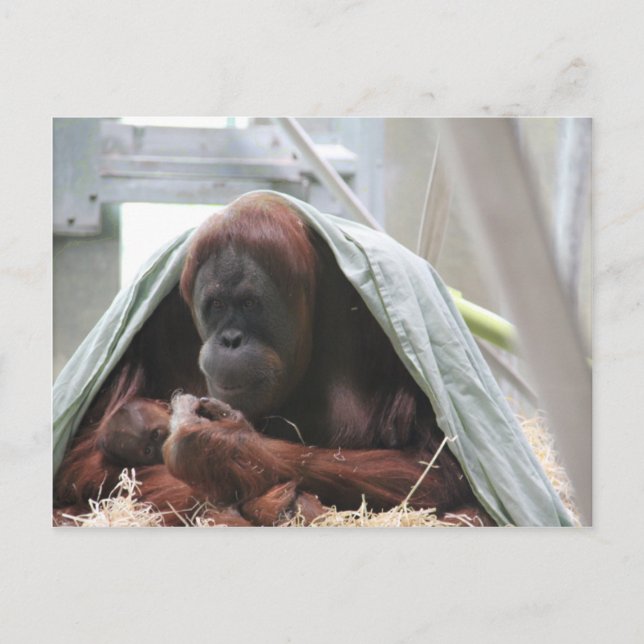 Carte Postale Les mères adorent (Devant)