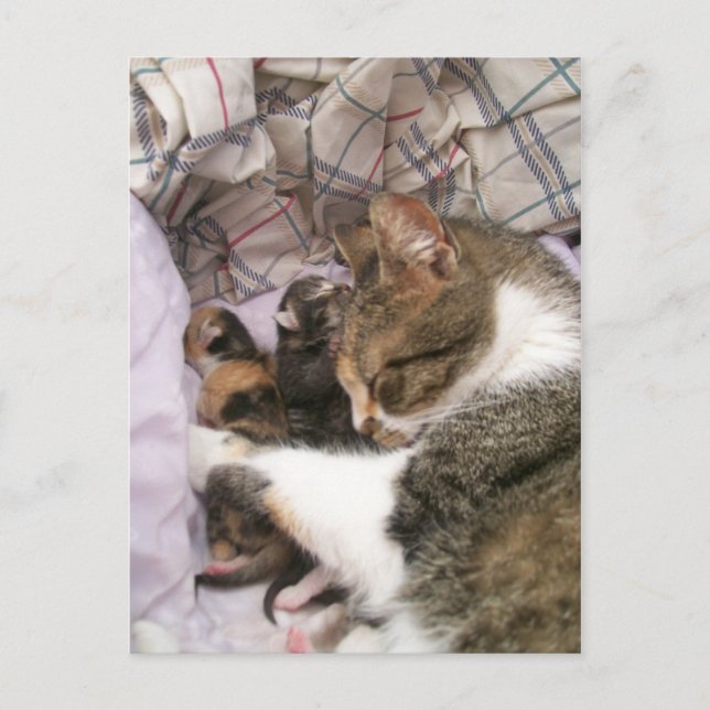 Carte Postale Les mères adorent (Devant)