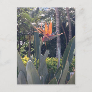 Carte Postale Les merveilles naturelles de style hawaïen