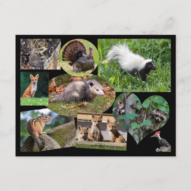 Carte Postale Les mignons animaux (Devant)