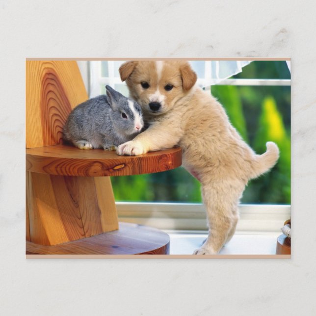 Carte Postale Les mignons animaux (Devant)