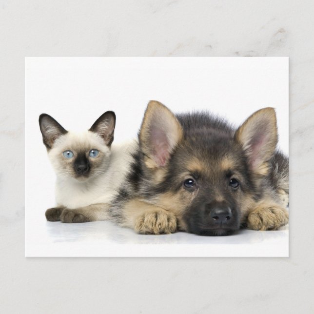 Carte Postale Les mignons animaux (Devant)
