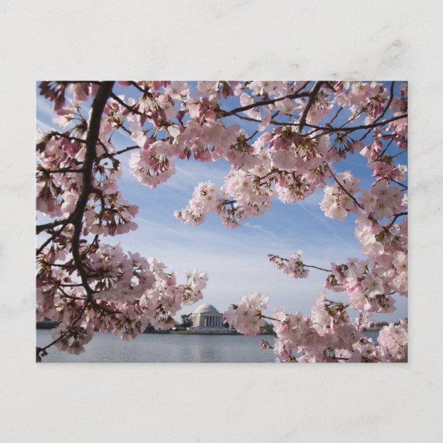 Carte Postale Les monuments | Jefferson Memorial Cherry Blossoms (Devant)