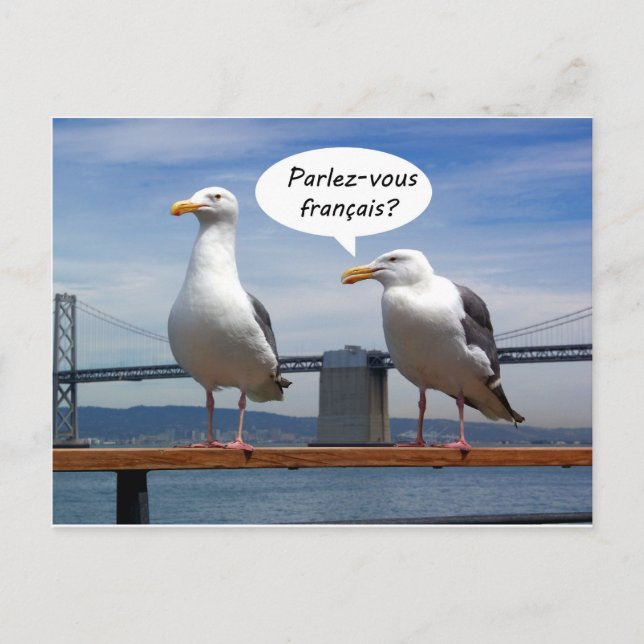Carte Postale Les mouettes parlent français (Devant)