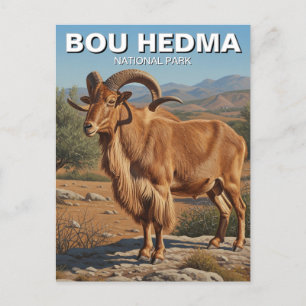Carte Postale Les moutons de Barbarie dans le Parc national de B