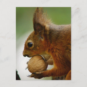 Carte Postale Les Noisettes Sont Plus Faciles