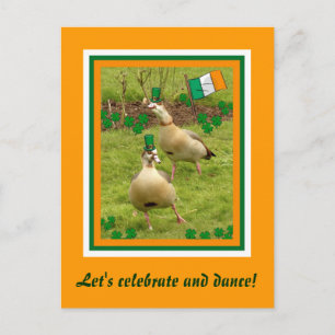 Carte Postale Les oies dansent un peu irlandais