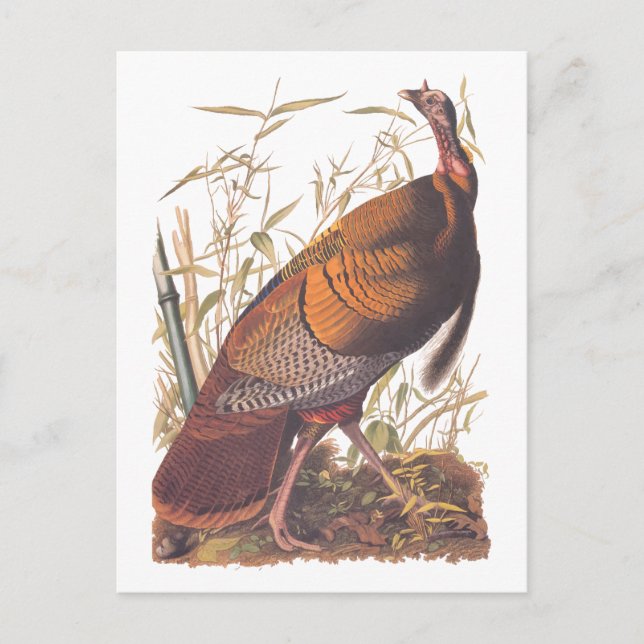 Carte Postale Les oiseaux d'Amérique d'Audubon La Turquie sauvag (Devant)