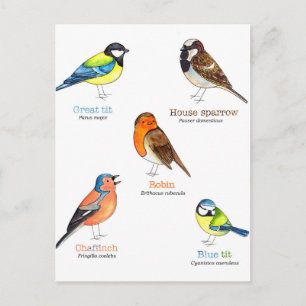 Carte Postale Les oiseaux de jardin colorés