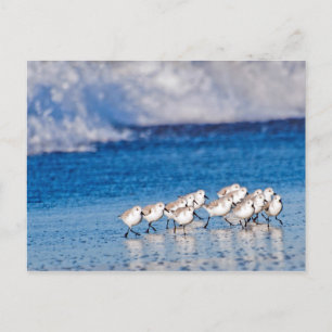 Carte Postale Les oiseaux qui courent le long des vagues sur la 