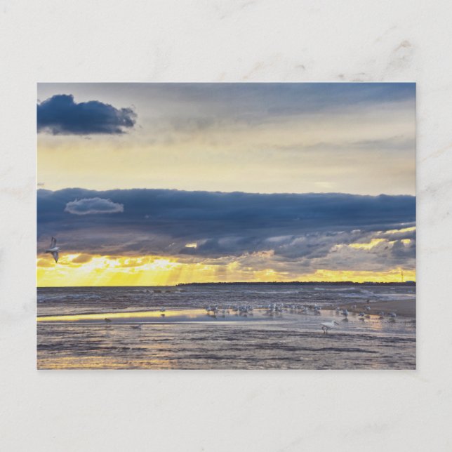 Carte Postale Les oiseaux se rassemblent sur une plage de Florid (Devant)