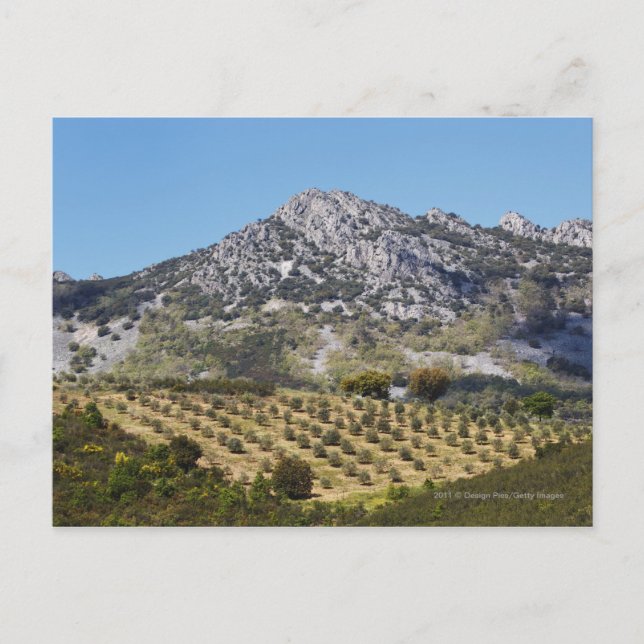 Carte Postale Les Oliviers (Devant)