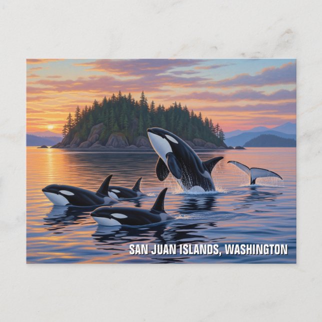 Carte Postale Les orques à Washington les îles san juan (Devant)
