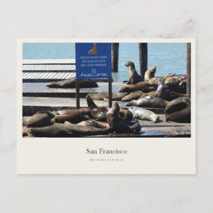 Carte Postale Les otaries à Pier 39 à San Francisco