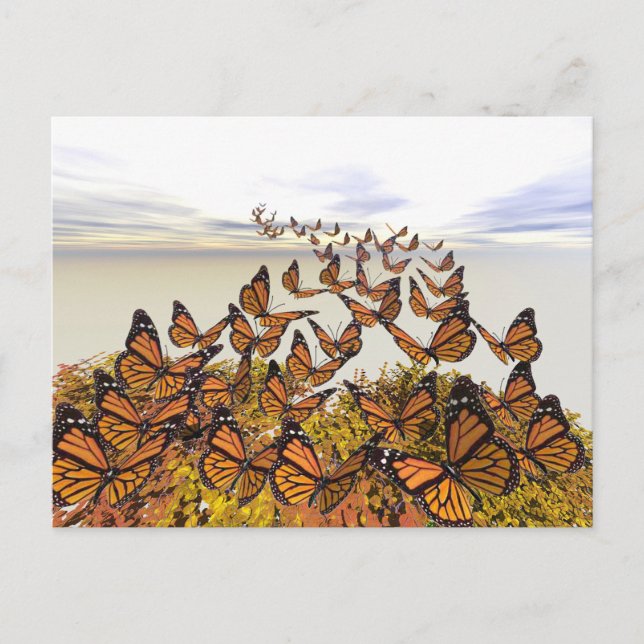 Carte Postale Les papillons Monarque se rassemblent (Devant)
