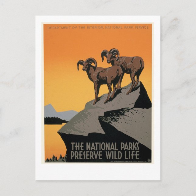 Carte Postale Les Parcs Nationaux Préservent La Faune (Devant)