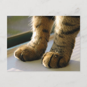 Carte Postale Les pattes d'Evey