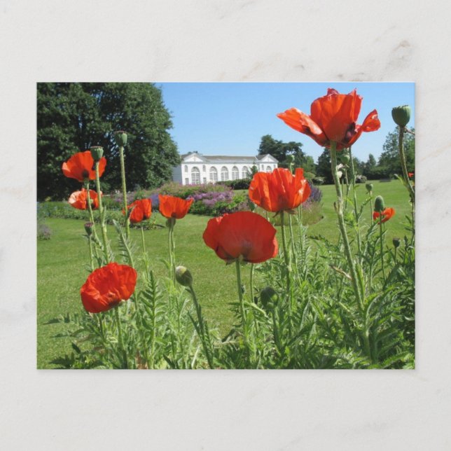 Carte Postale Les pavots rouges dans les jardins Kew (Devant)