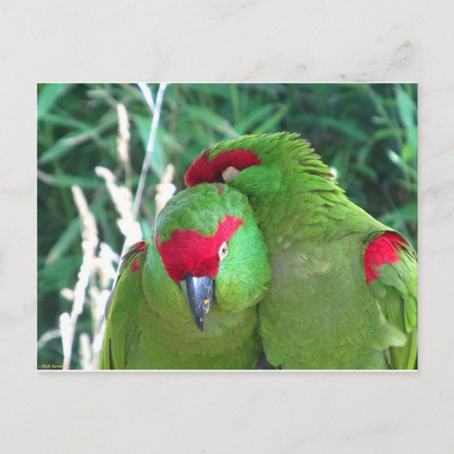 Carte Postale Les perroquets (Devant)