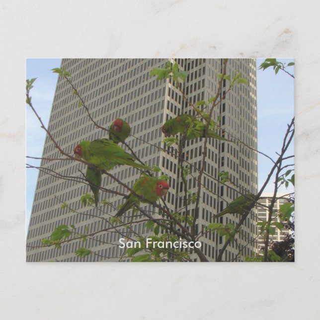 Carte Postale Les perroquets sauvages de Telegraph Hill (Devant)