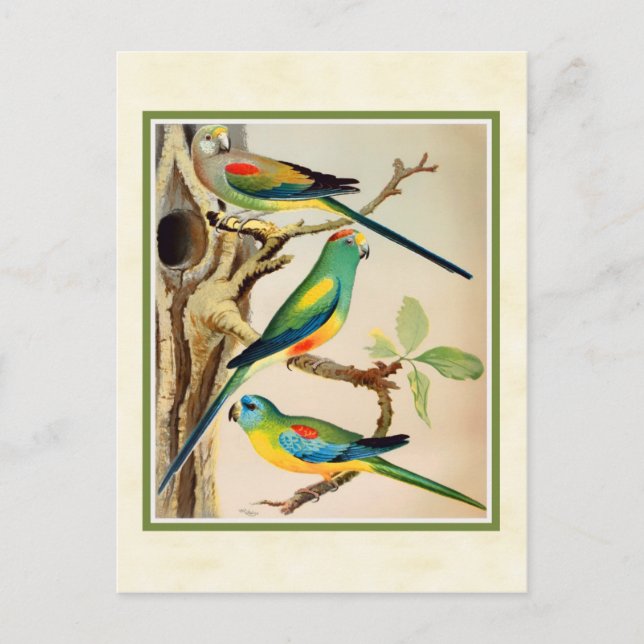 Carte Postale Les perroquets tropicaux vintages (Devant)