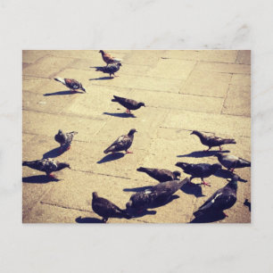 Carte Postale Les pigeons à Venise