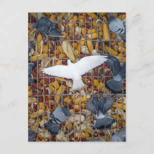 Carte Postale Les pigeons attrapent le maïs