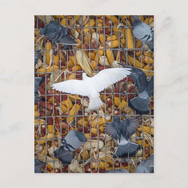 Carte Postale Les pigeons attrapent le maïs (Devant)
