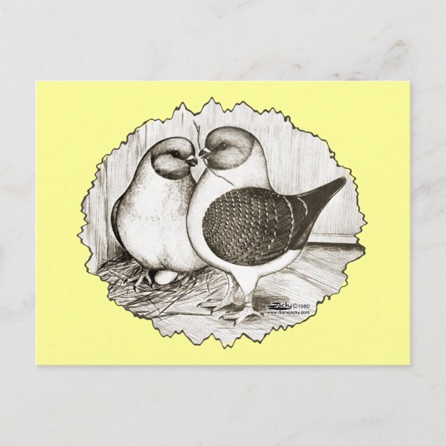 Carte Postale Les pigeons de Modène Gazzi (Devant)